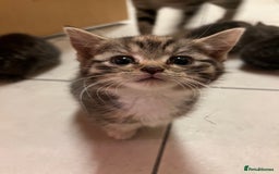 Mixed Breed cats for sale: Adorable mixed breed kittens  - Advert 28