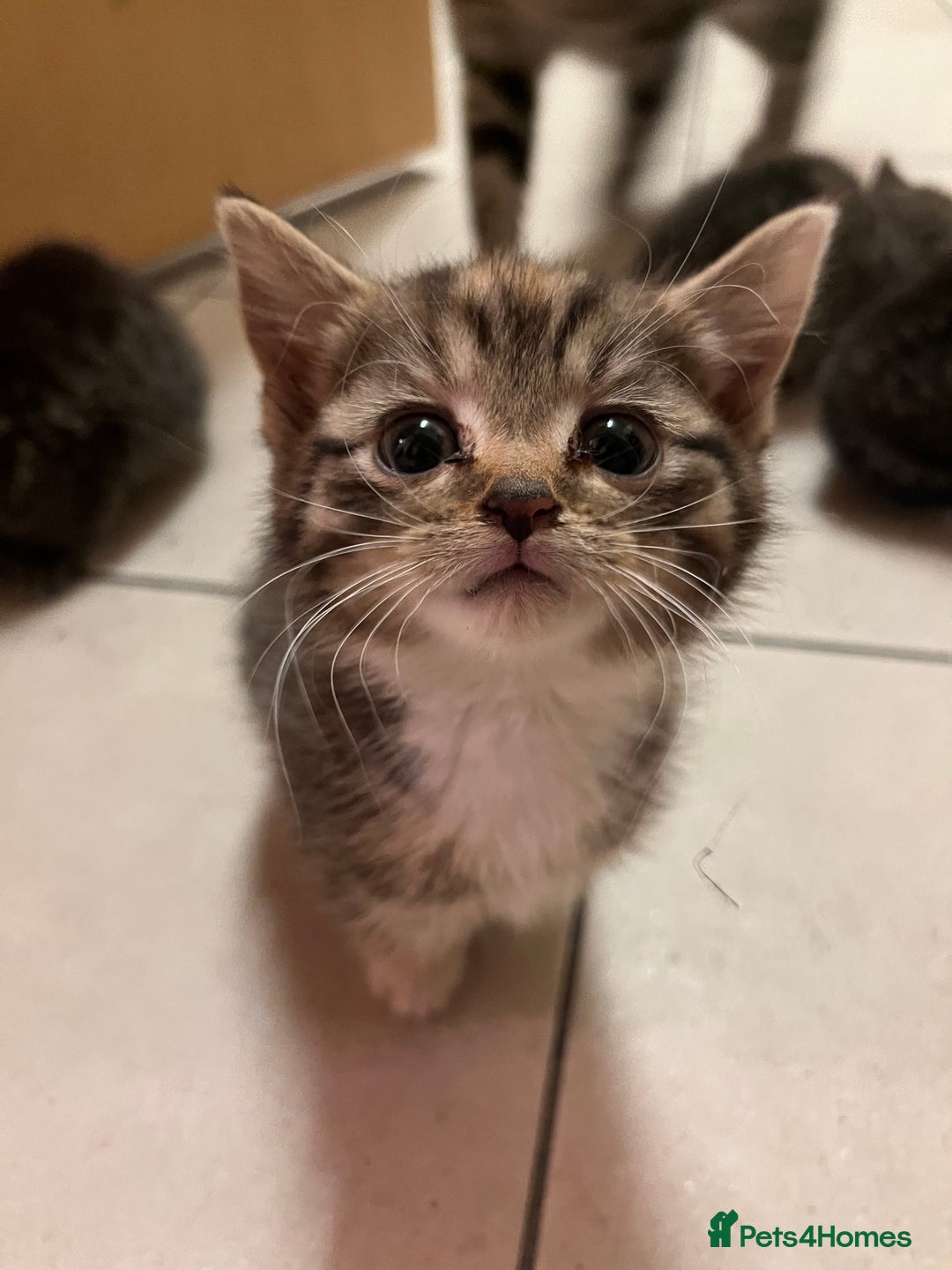 Mixed Breed cats for sale: Adorable mixed breed kittens  - Advert 28