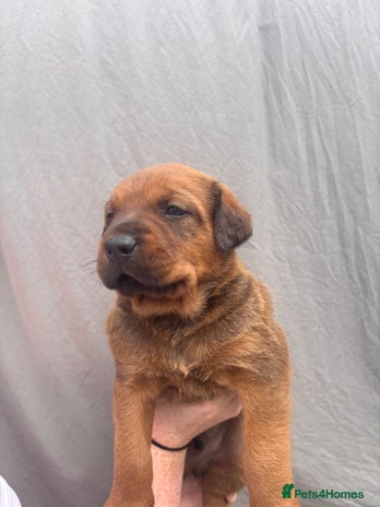 Mixed Breed dogs - Advert 5