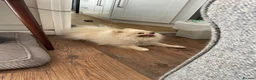 Pomeranian dogs for sale: URGENT SALE STUNNING POM BEAR BOY 21 months old in Winsford - Advert 4