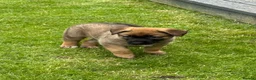 Mixed Breed dogs for sale: Belgium shepherd x German Shpherd - Advert 7
