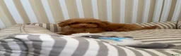 Toy Poodle dogs for sale: Health tested Toy poodle puppies  - Advert 12