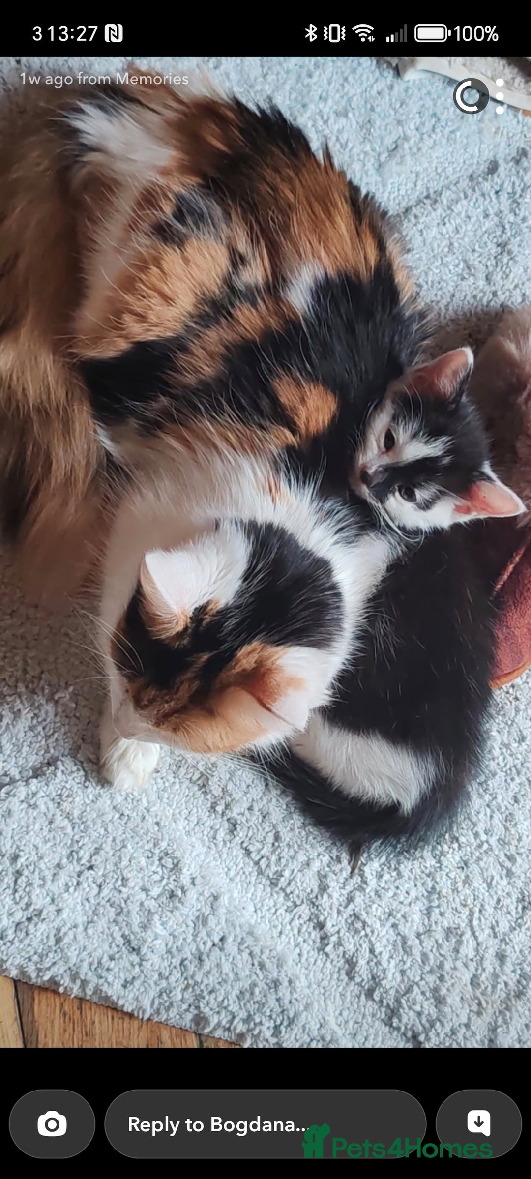 Mixed Breed cats for sale: 2 adorable kittens ready for their forever homes  - Advert 1