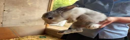 Mixed Breed rabbits for sale: Lovely litter of mixed breed rabbits  - Advert 2