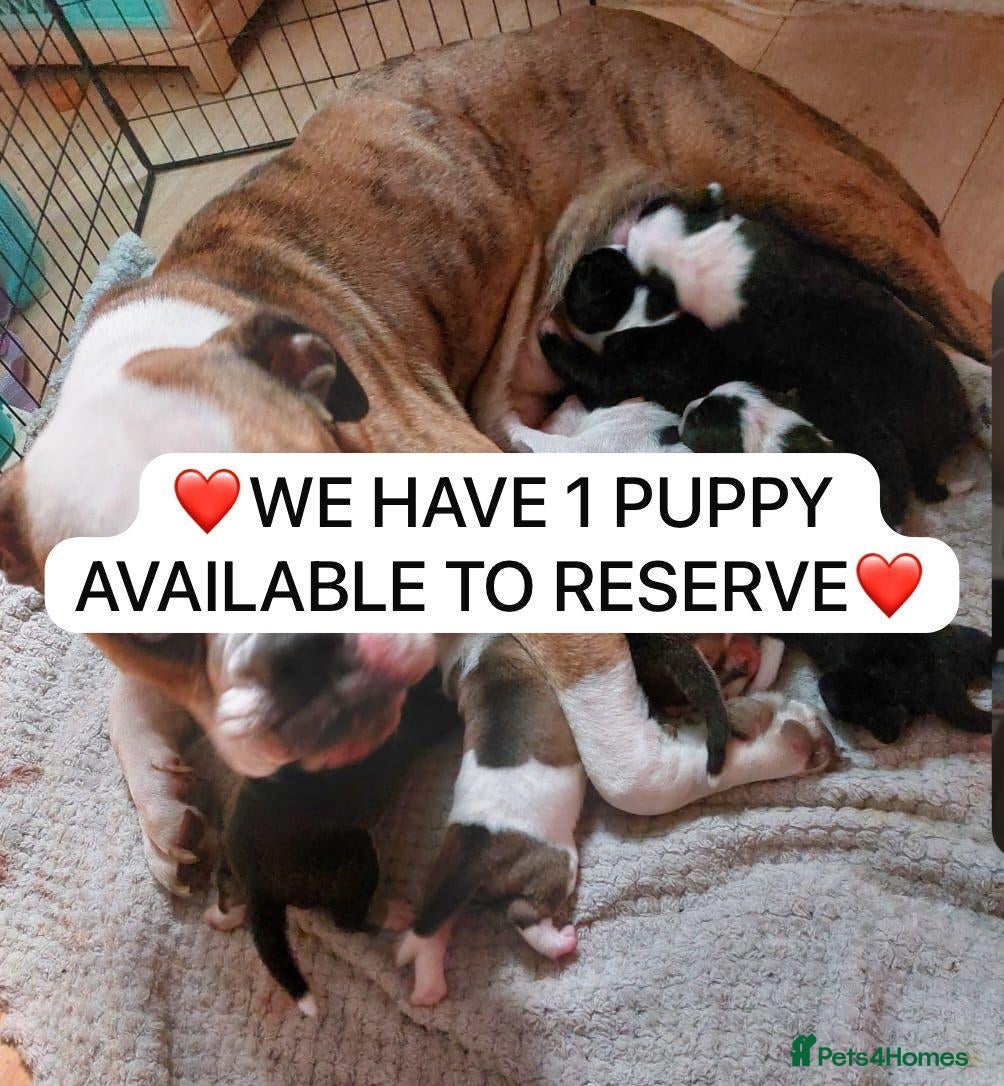 Mixed Breed dogs Olde tyme bulldog border collie cross puppies  - Advert 9