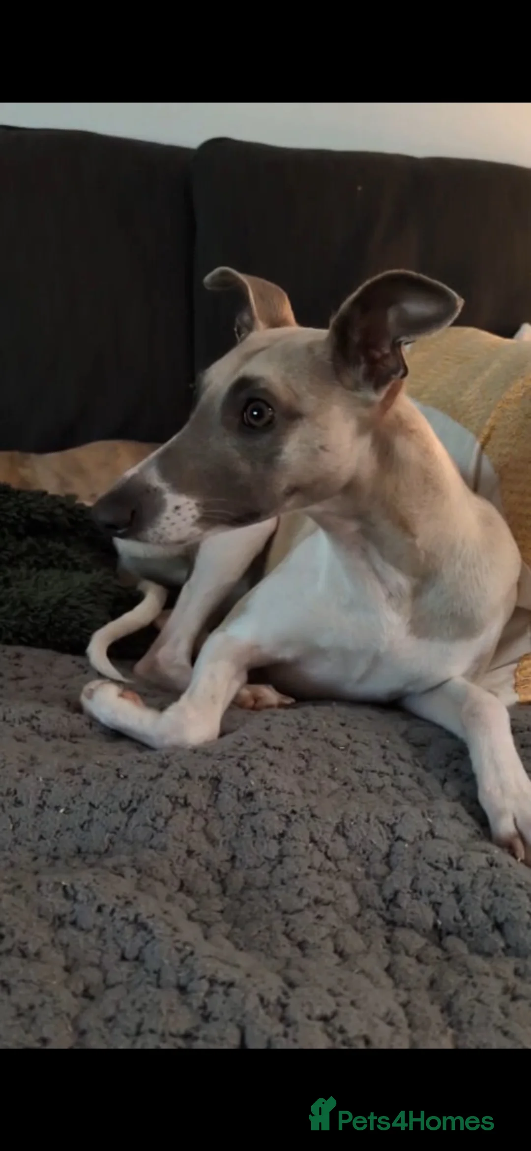Whippet dogs for sale: Litter Due soon in Melksham - Advert 1
