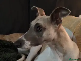 Whippet dogs Litter Due soon - Advert 1