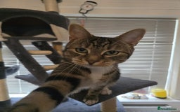 Mixed Breed cats for sale: Cat ******   - Image 3