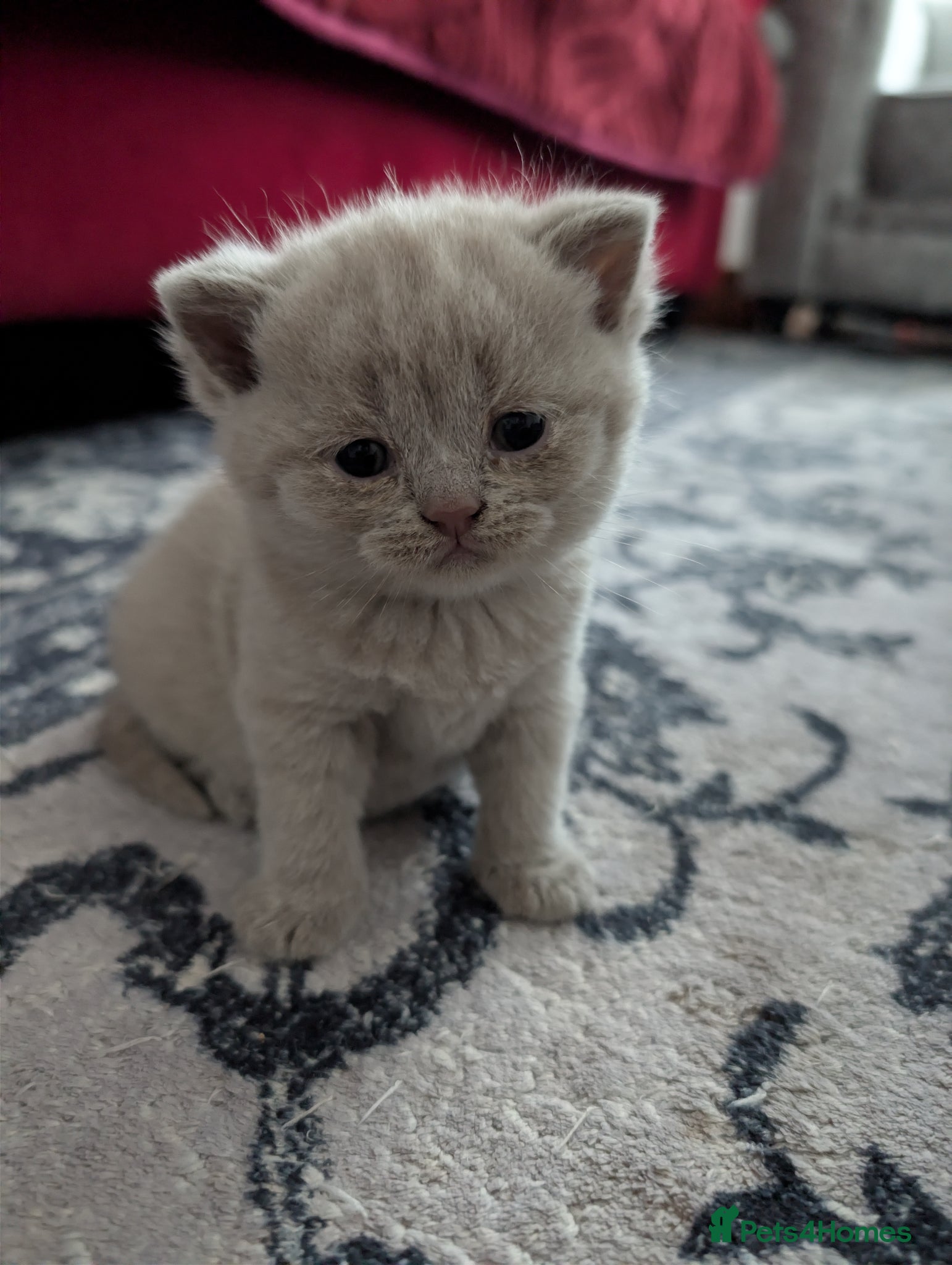 British Shorthair cats Full British short hair kittens - Advert 1