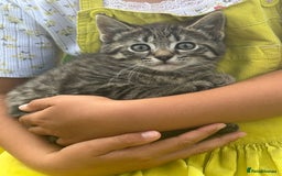 Mixed Breed cats for sale: kittens looking for their forever home - Image 3