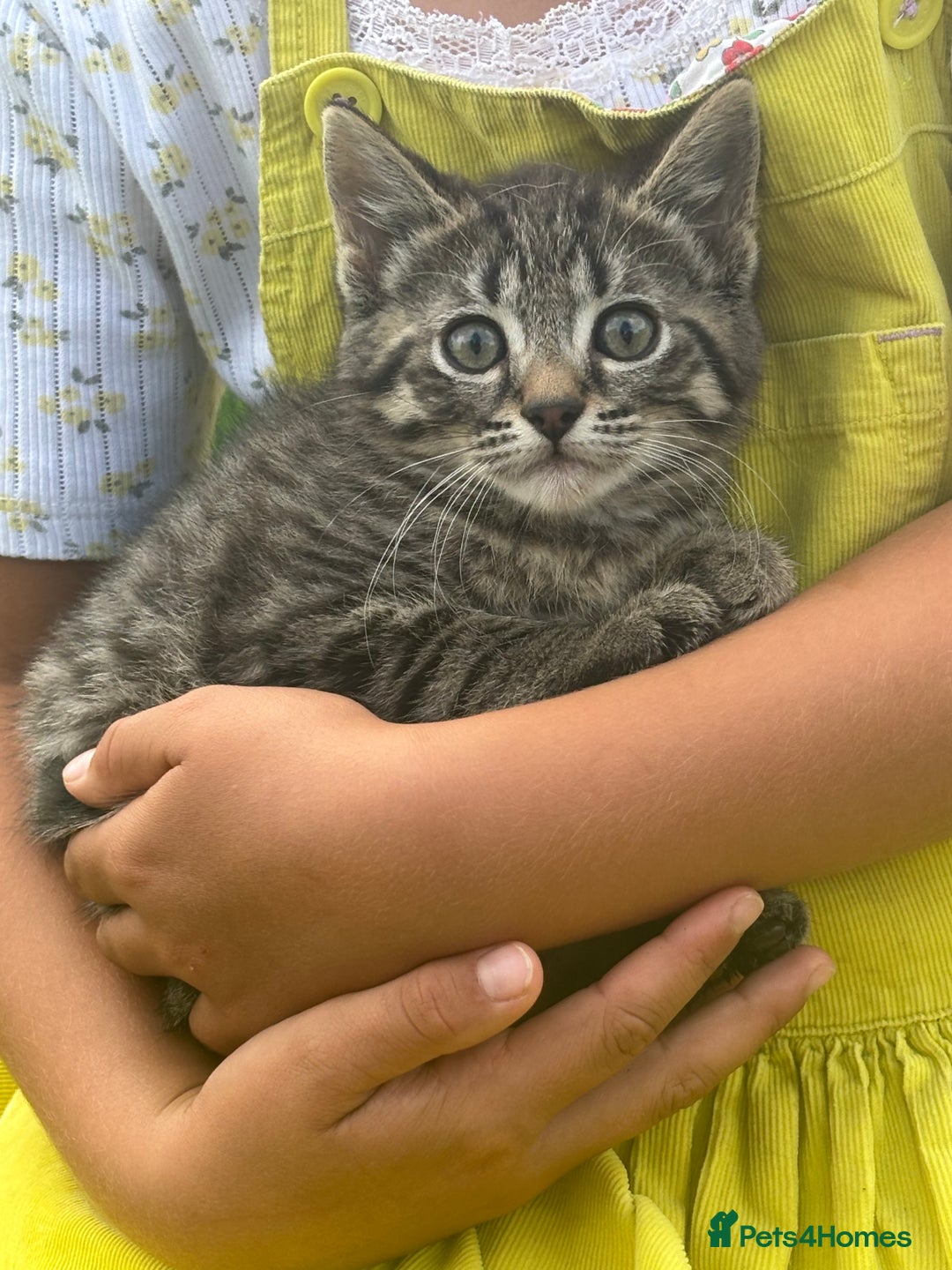 Mixed Breed cats for sale: kittens looking for their forever home - Image 3