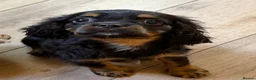 Cavalier King Charles Spaniel dogs for sale: Beautiful boys - Advert 3