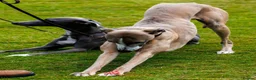 Whippet dogs for sale: Whippet Girl in Colchester - Advert 8