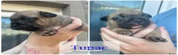 Mixed Breed dogs for sale: 💜💙Frenchyxpocketbully💜💙 - Advert 6
