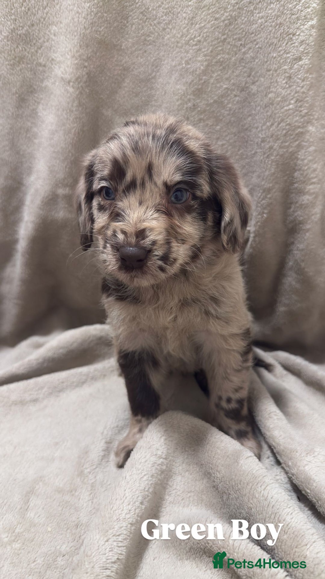 Labradoodle dogs for sale: Labradoodle Puppies (Miniature)  - Advert 4