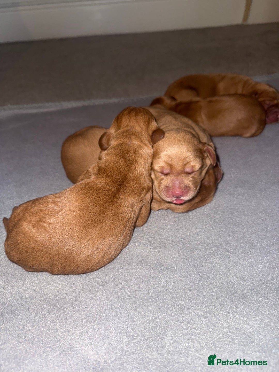 Cockerdor dogs for sale: FOX RED COCKERDOR PUPS  - Image 3