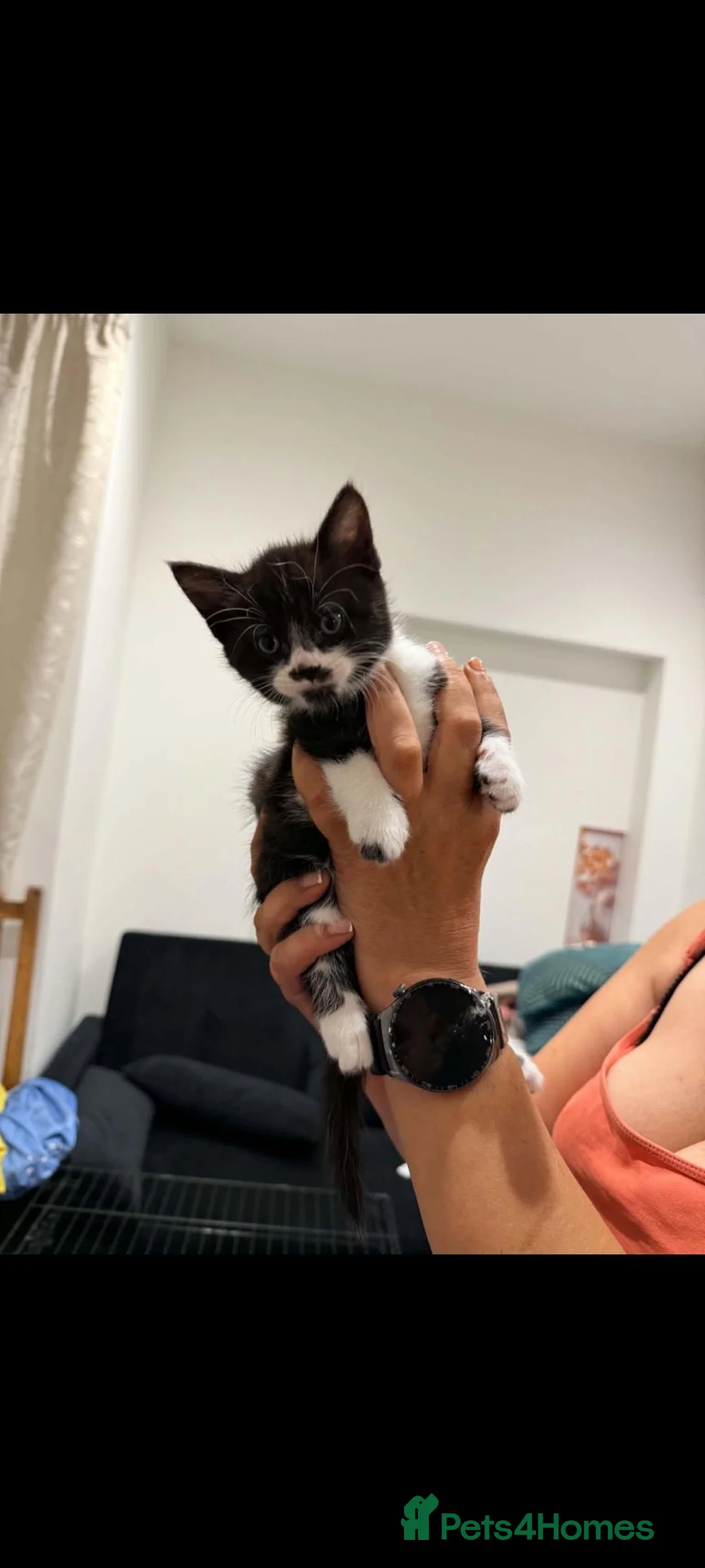 Mixed Breed cats for sale: Kittens - Advert 1