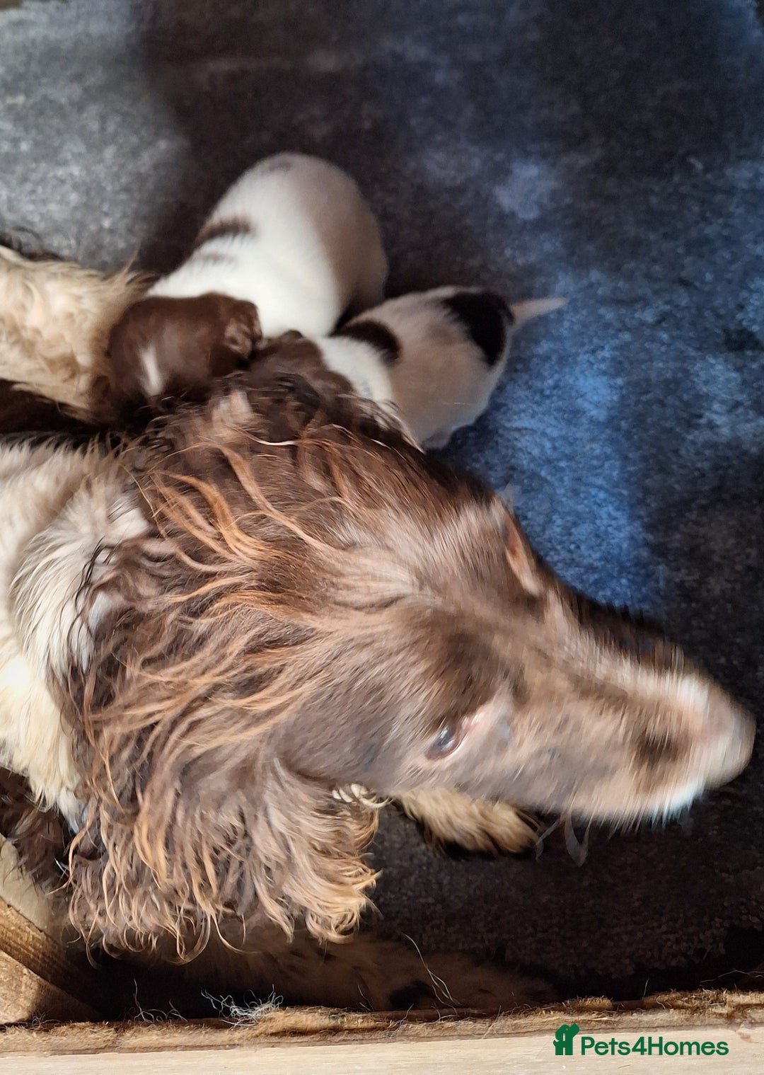 English Springer Spaniel dogs for sale: Lovely pups  - Advert 4