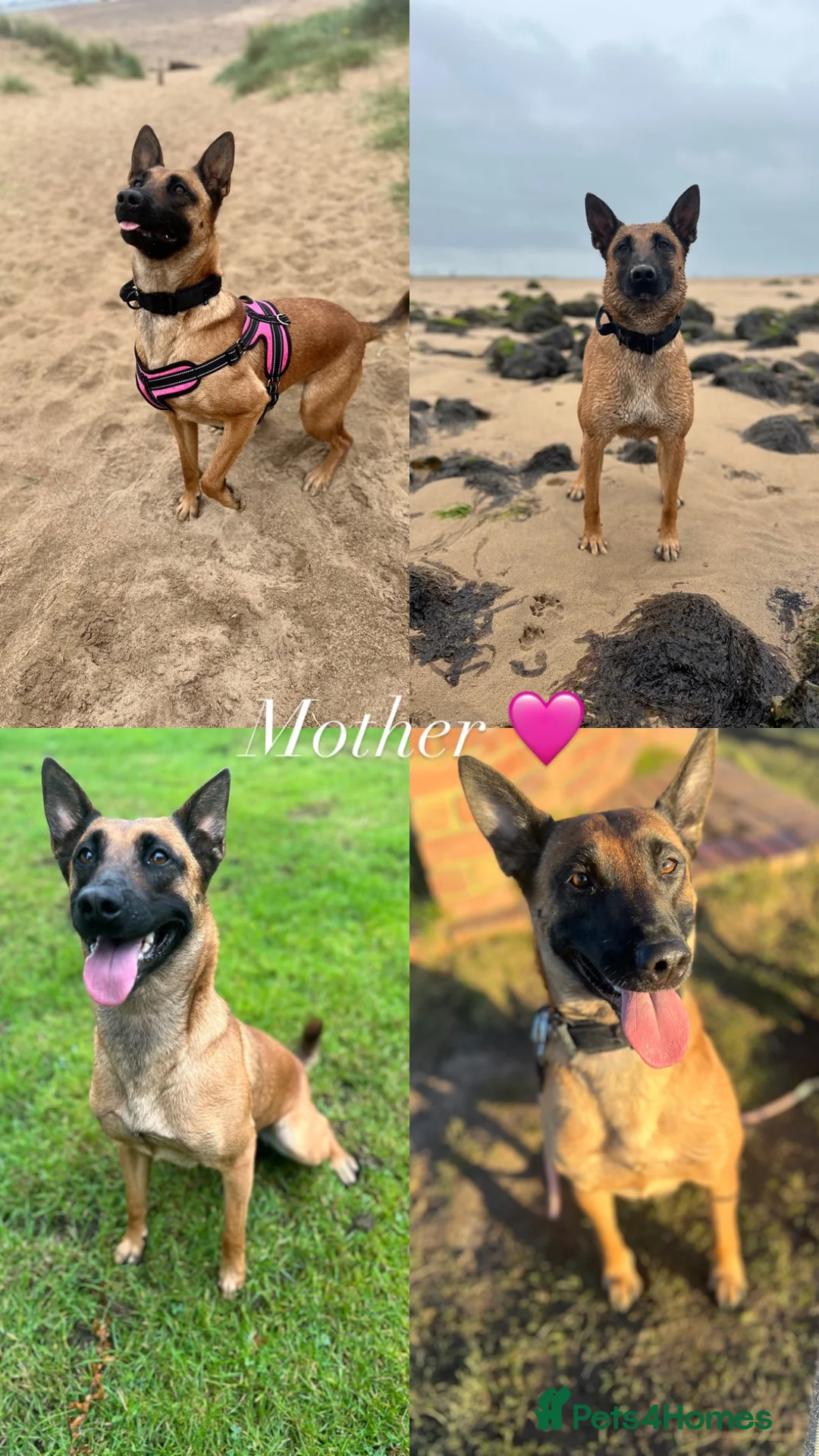 Belgian Shepherd Dog dogs for sale: Beautiful Belgian malinois pups  in Billingham - Advert 1