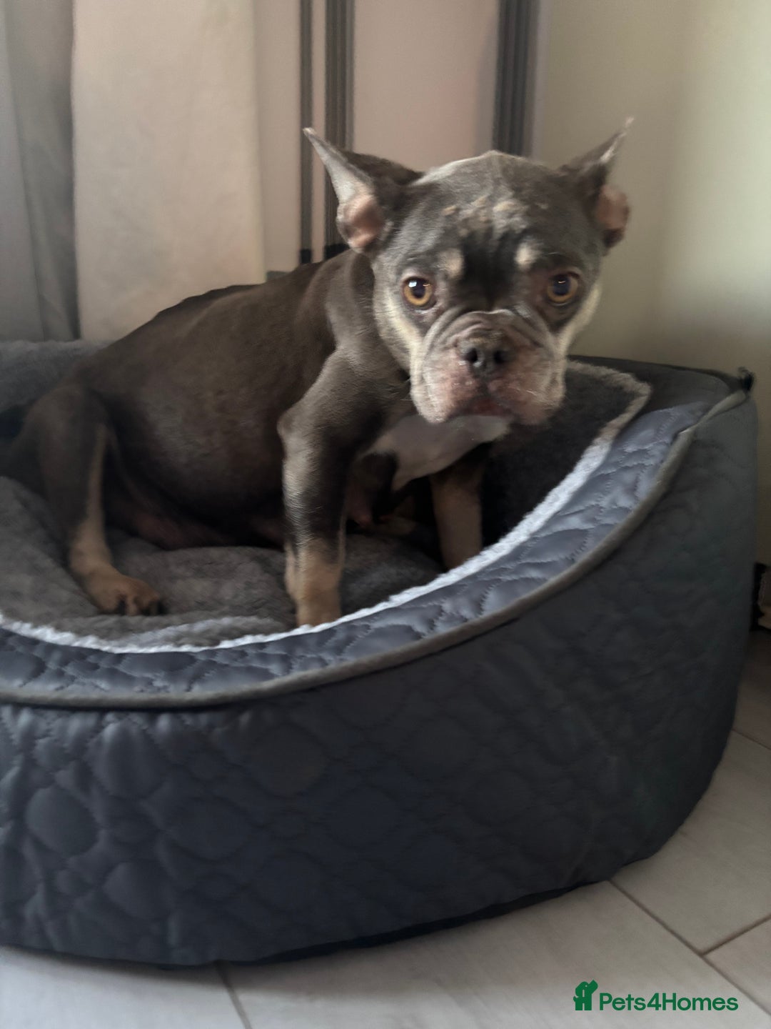 French Bulldog dogs for sale: 8 stunning french bull dogs  - Image 10