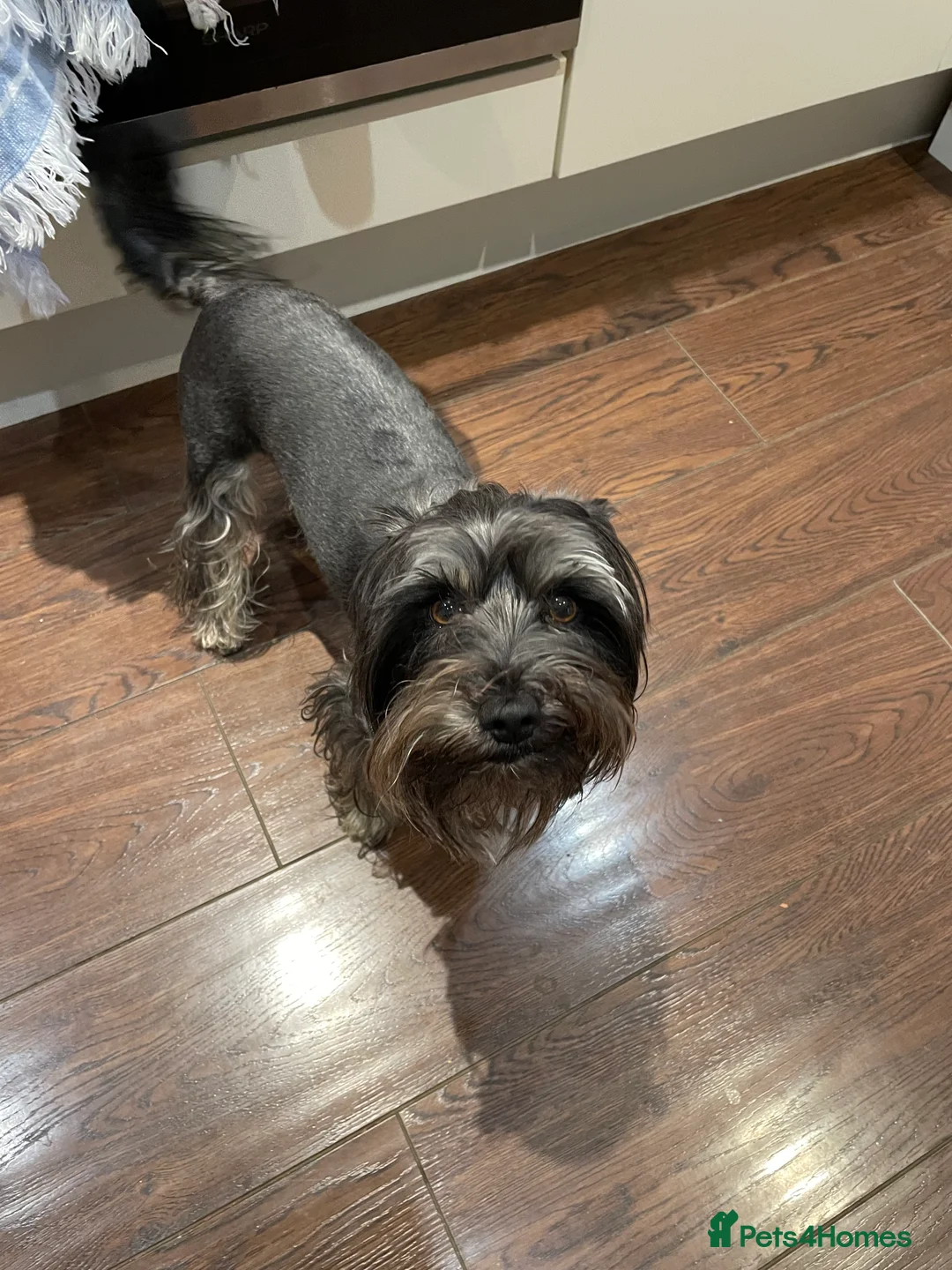 Yorkshire Terrier dogs for stud: Black yorkie for stud in Merthyr Tydfil - Advert 10