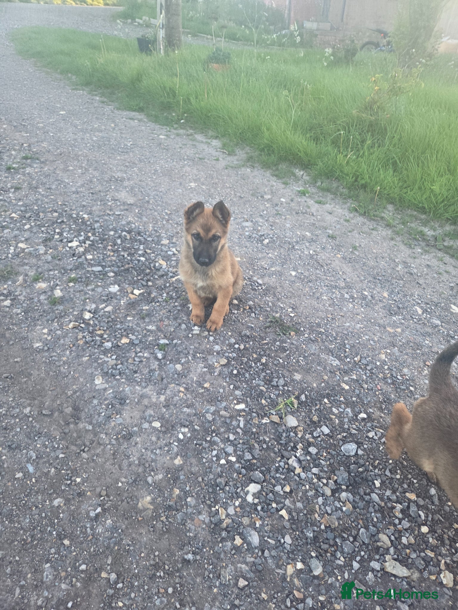 Belgian Shepherd Dog dogs Belgian malinois puppies - Advert 1