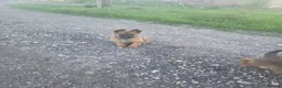 Belgian Shepherd Dog dogs for sale: Belgian malinois puppies - Advert 1