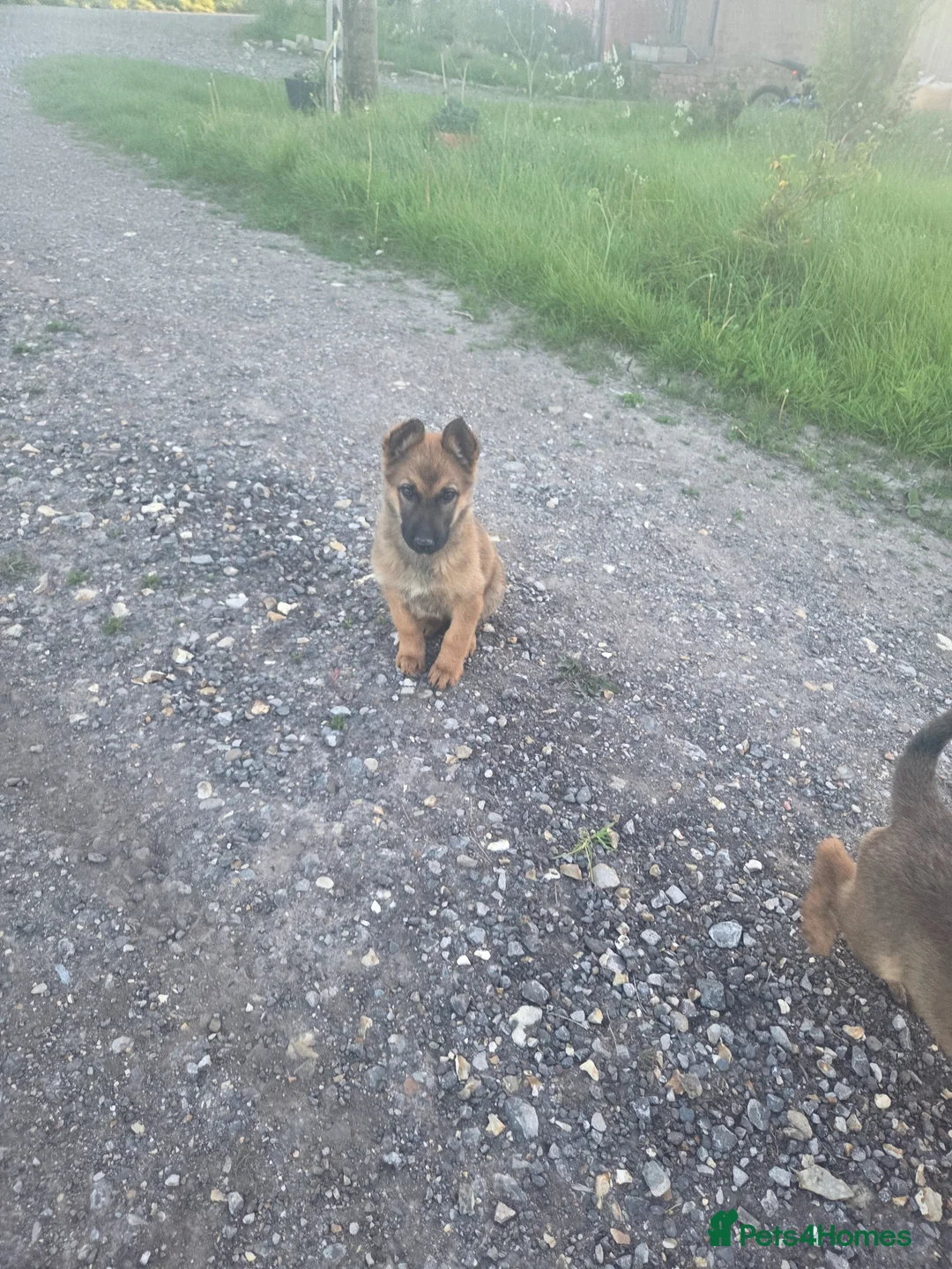 Belgian Shepherd Dog dogs for sale: Belgian malinois puppies - Advert 1