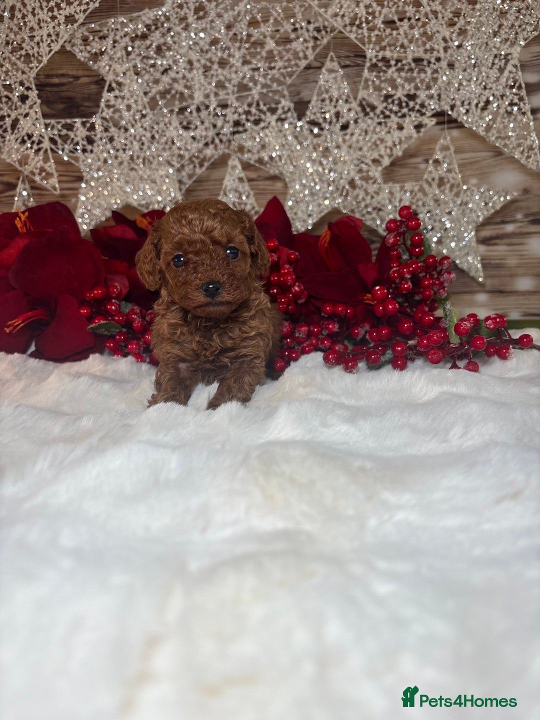 Toy Poodle dogs for sale: Outstanding toy/asain Poodles.  - Advert 10