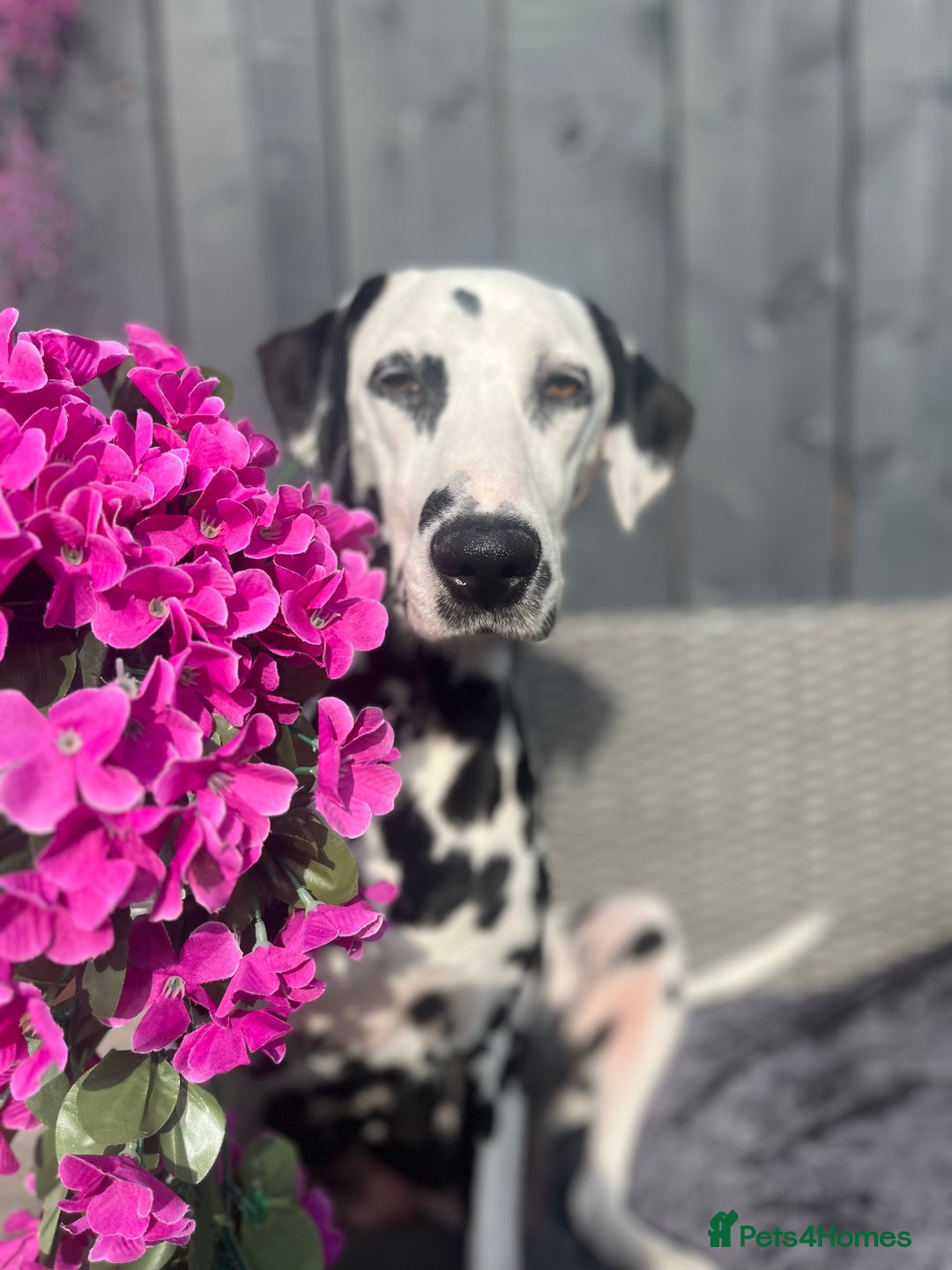 Dalmatian dogs for sale: Beautiful KC registered litter of dalmations  - Image 1