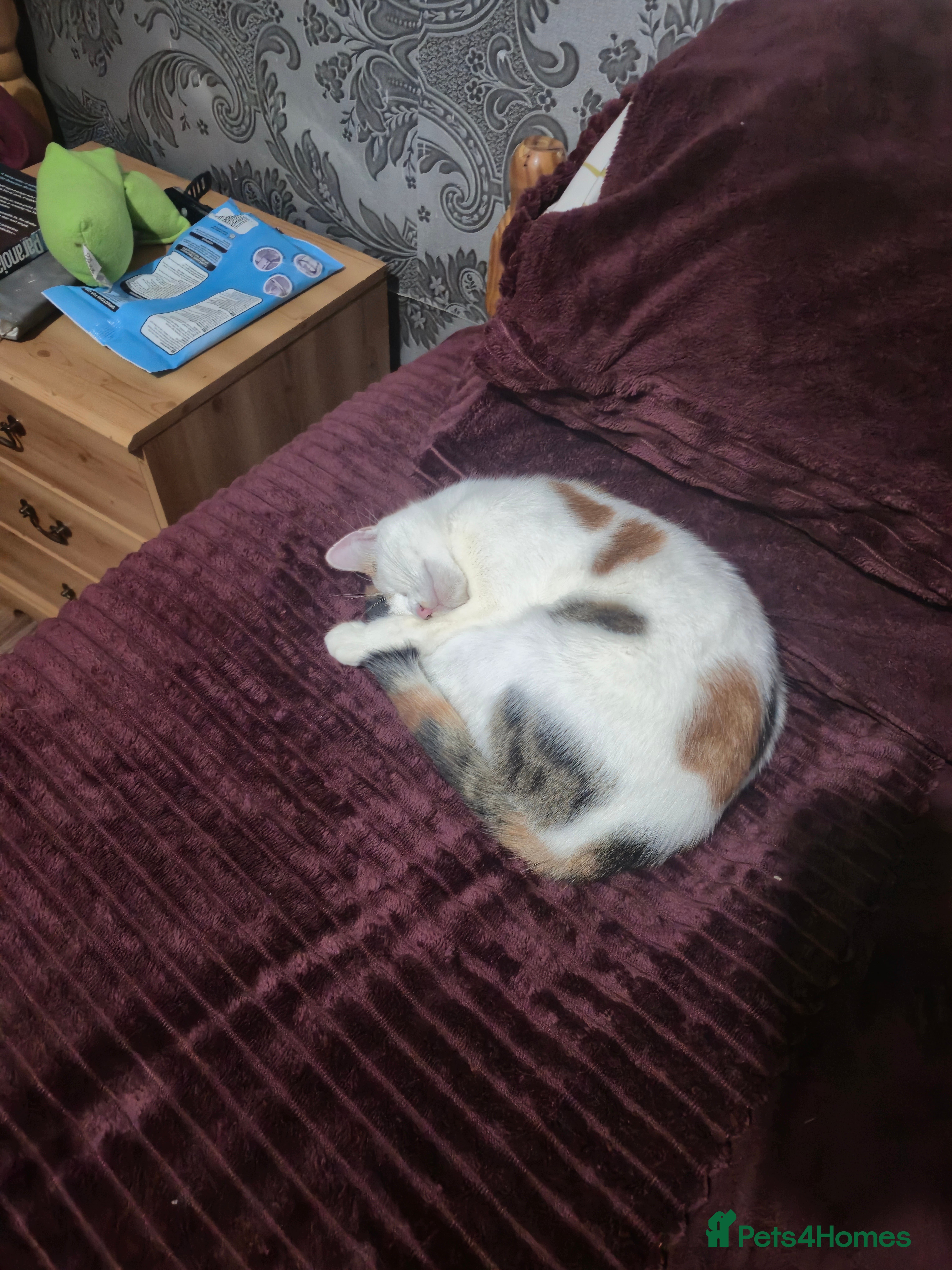 British Shorthair cats Kitten for sale ( its actually free...) - Advert 4