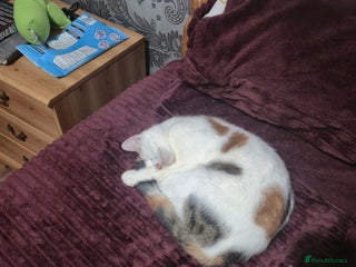 British Shorthair cats Kitten for sale ( its actually free...) - Advert 4