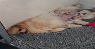 Maltese dogs - Advert 6