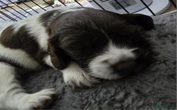 English Springer Spaniel dogs for sale: Stunning Pedigree Registered Pups - Image 2