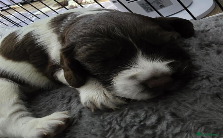 English Springer Spaniel dogs - Advert 7