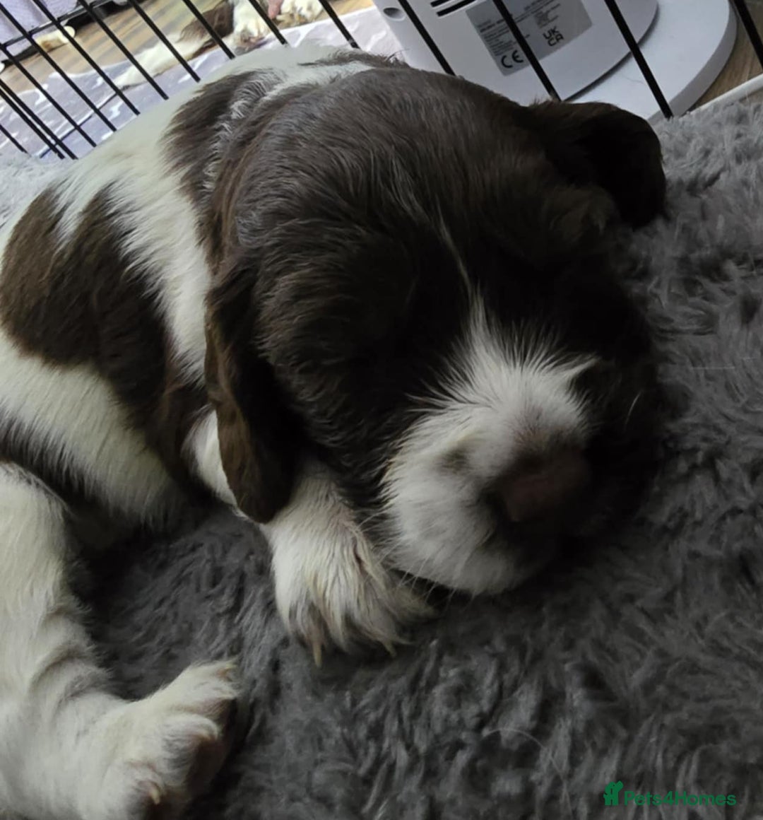 English Springer Spaniel dogs for sale: Stunning Pedigree Registered Pups - Image 2