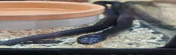 Snake reptiles for sale: Mexican black kingsnake  - Advert 5