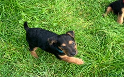 Lakeland Terrier dogs for sale: Lakeland Terrier pups for sale - Image 4