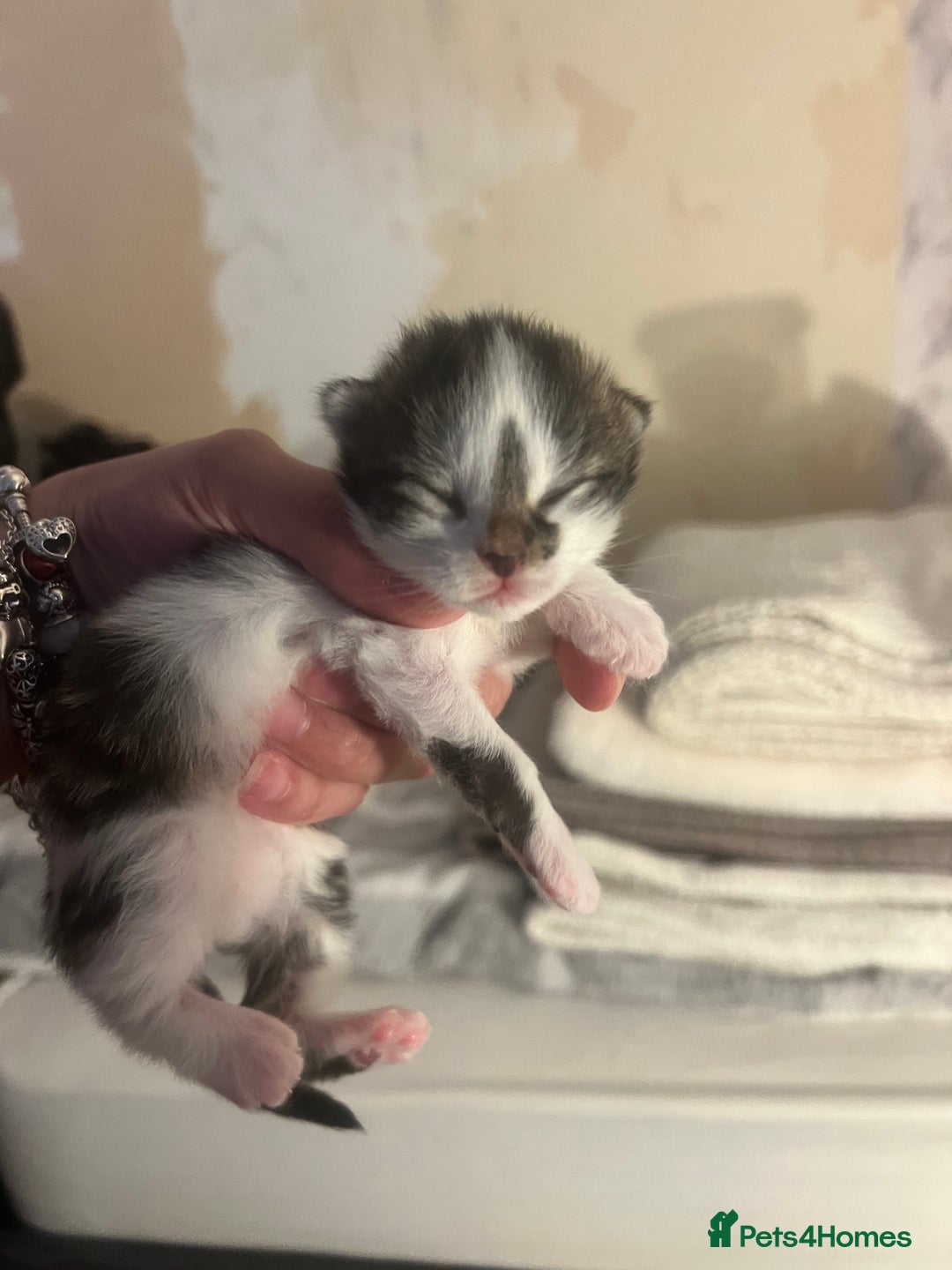 Mixed Breed cats for sale: 2 Kittens For Sale *READY NOW* - Advert 2