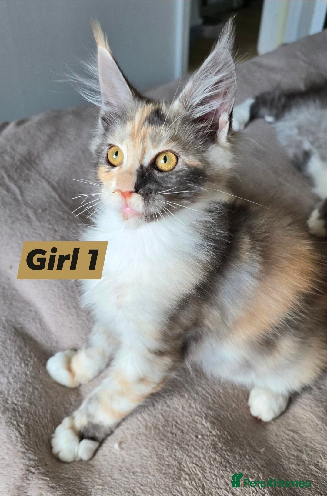 Maine Coon cats Giant Maine Coon  - Advert 5