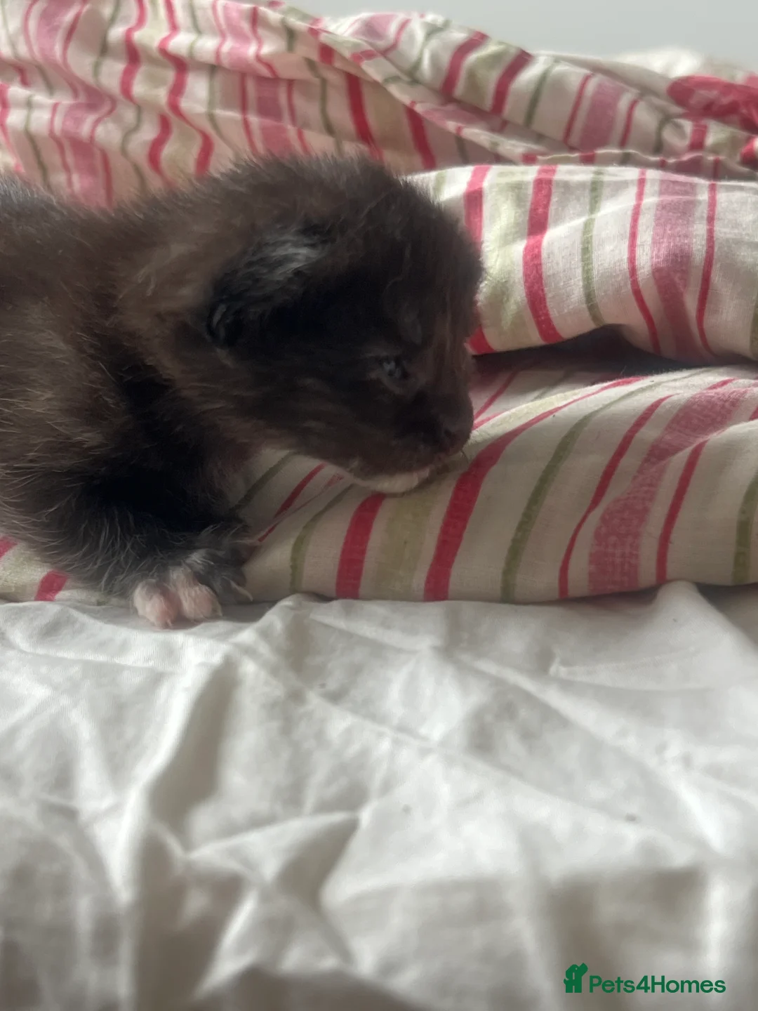 Maine Coon cats for sale: 4 beautiful maincoon mix tab kittens  - Advert 4