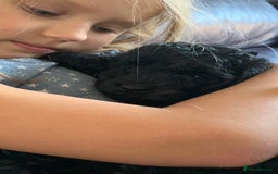 Cavapoo dogs for sale: Stunning premium F1 Cavapoos 🥰 DNR tested parents - Image 18