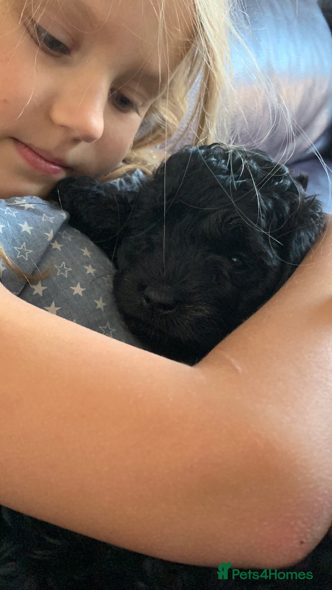 Cavapoo dogs for sale: Stunning premium F1 Cavapoos 🥰 DNR tested parents - Image 18