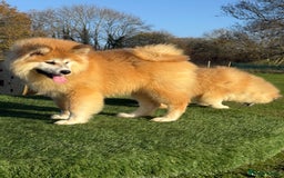 Japanese Akita Inu dogs for sale: 2 stunning longcoats - Advert 5