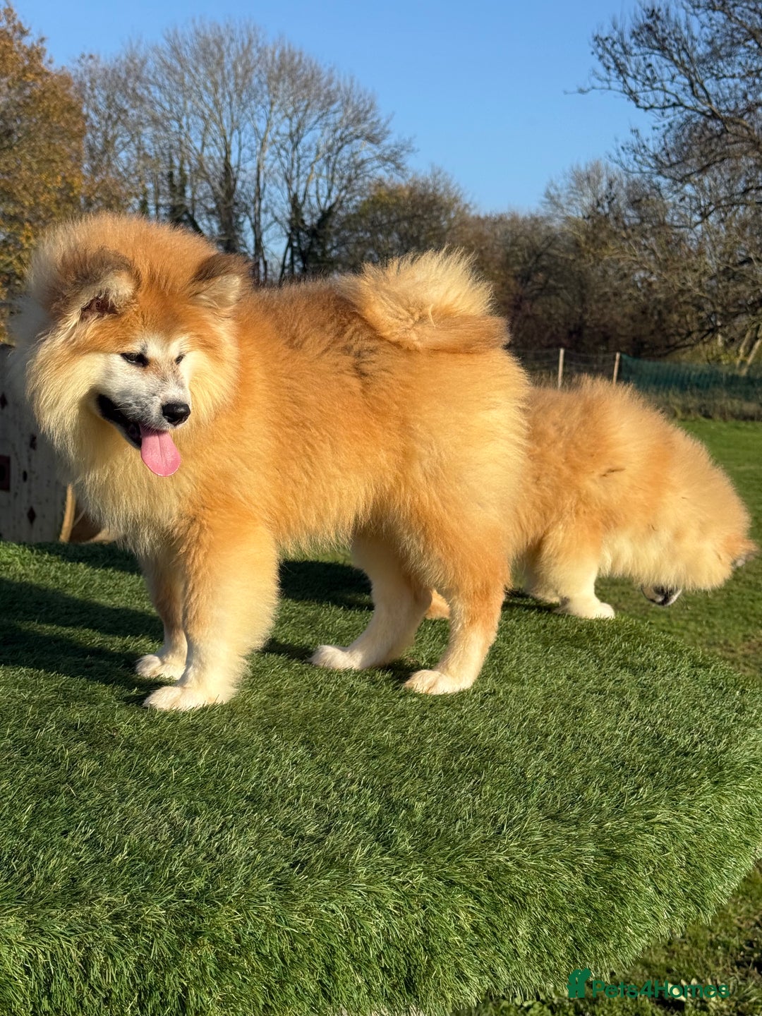 Japanese Akita Inu dogs for sale: 2 stunning longcoats - Advert 5