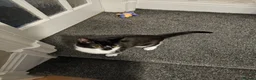Mixed Breed cats for sale: £25 - Beautiful Cat, Lovely Temperment - Advert 7