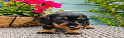 Dachshund dogs for sale: 🐾🌿 KC Registered Teckel Dachshund Litter 🌿🐾 - Advert 13