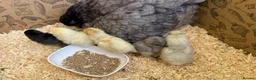 Chickens poultry for sale: 🐣 6 CUTE BABY CHICKS & THEIR HAND REARED MOTHER  in Knutsford - Advert 2