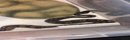 Python Snake reptiles for sale: Ball python  - Advert 2