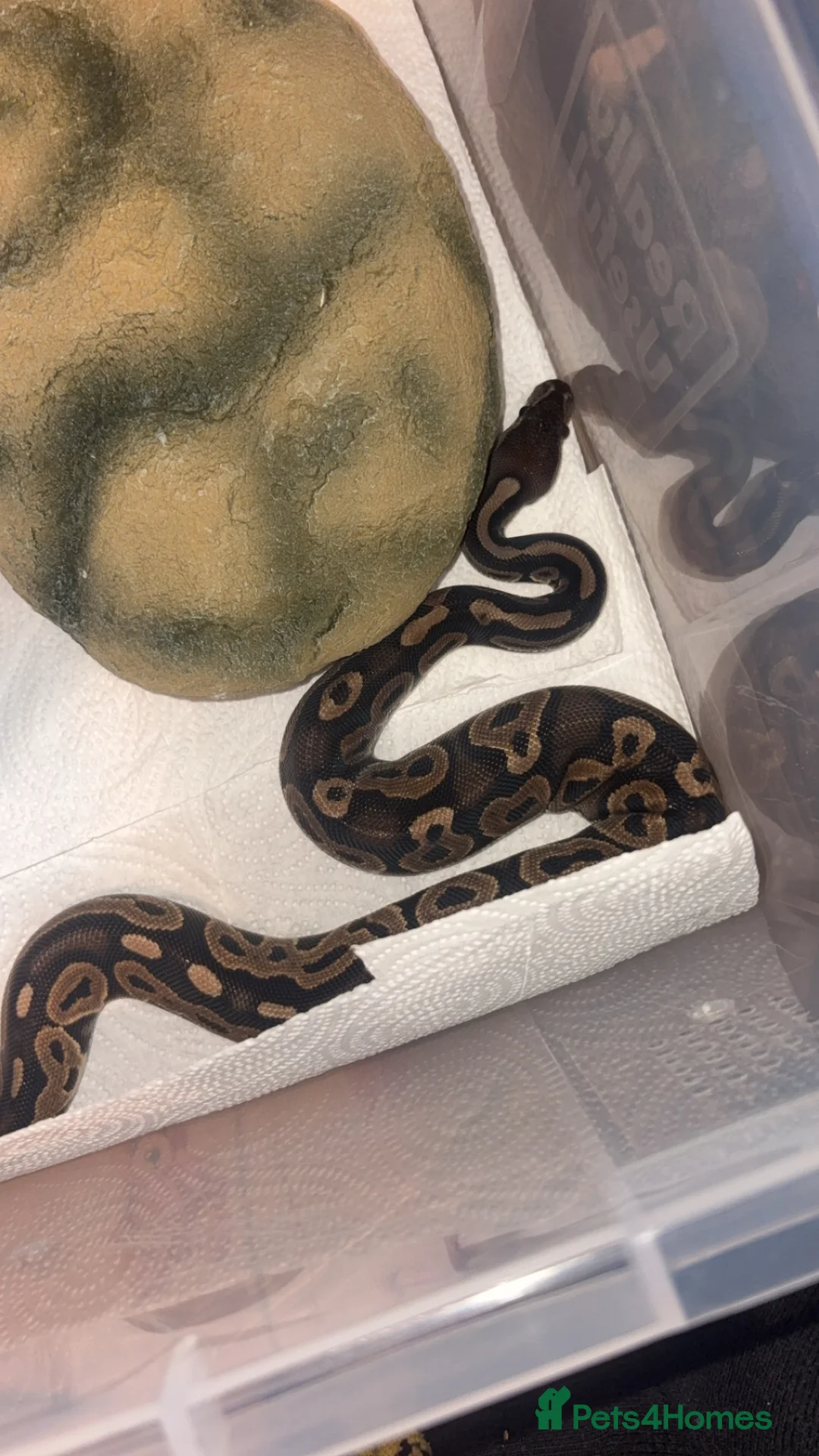 Python Snake reptiles for sale: Ball python  - Advert 2